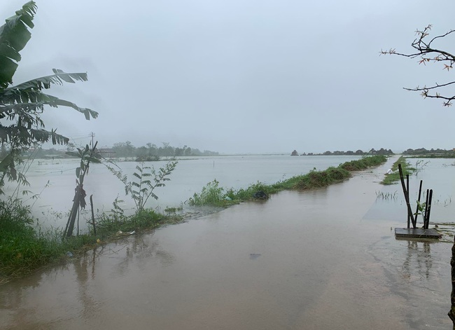 Thừa Thiên Huế: Nông dân trắng tay sau đợt mưa lớn bất thường - Ảnh 1.