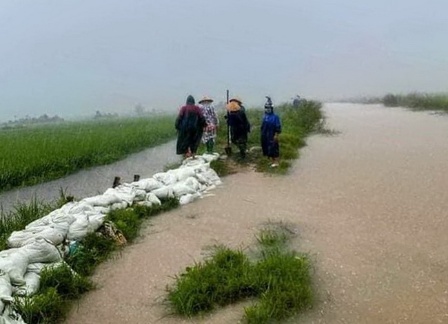 Miền Trung: Nhiều diện tích vụ Đông - Xuân bị thiệt hại sau đợt mưa lớn bất thường - Ảnh 5.