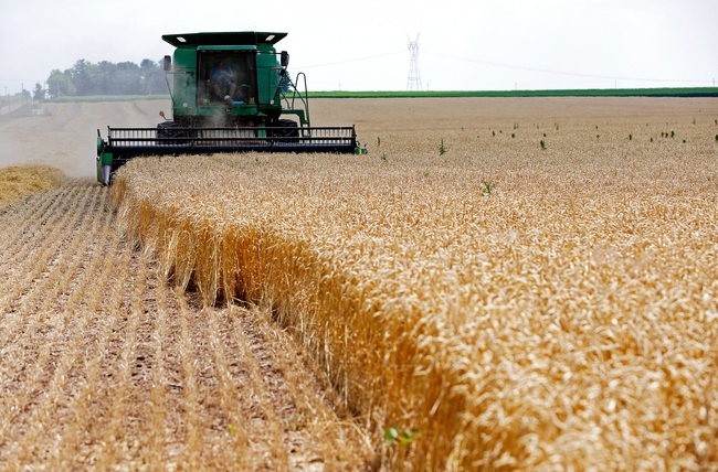 FAO: Giá lương thực thế giới ghi nhận mức cao kỷ lục mới - Ảnh 1.