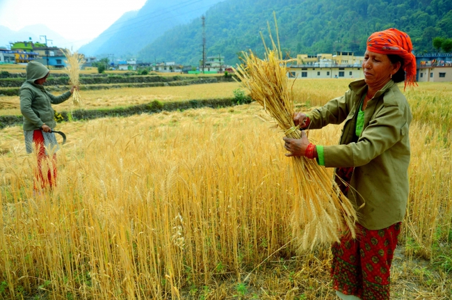 Ấn Độ cấm xuất khẩu lúa mì vì lo ngại an ninh lương thực - Ảnh 2.