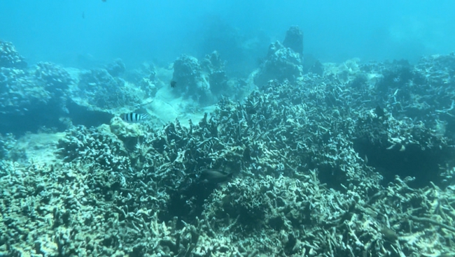 Rạn san hô ở vùng lõi Vịnh Nha Trang xơ xác vì san lấp lấn biển để xây dựng - Ảnh 3.