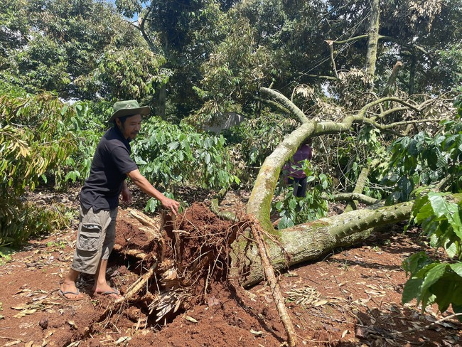 Đắk Lắk: Lốc xoáy quật đổ hàng trăm cây sầu riêng, thiệt hại 10 tỷ đồng  - Ảnh 2.