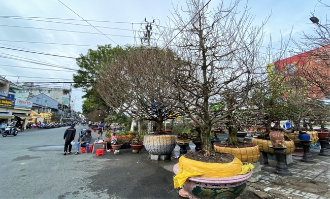 Chợ hoa Xuân ở An Giang vẫn thưa thớt người mua - Ảnh 1.