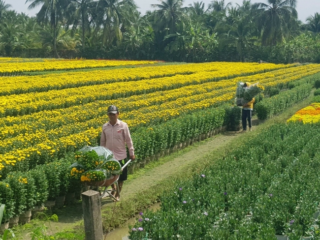 Hơn 50% giỏ hoa Tết ở Tiền Giang đã được bán ngay tại ruộng - Ảnh 1.