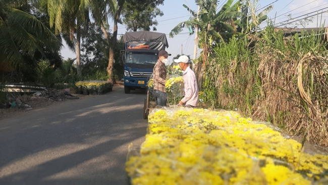 Hơn 50% giỏ hoa Tết ở Tiền Giang đã được bán ngay tại ruộng - Ảnh 2.