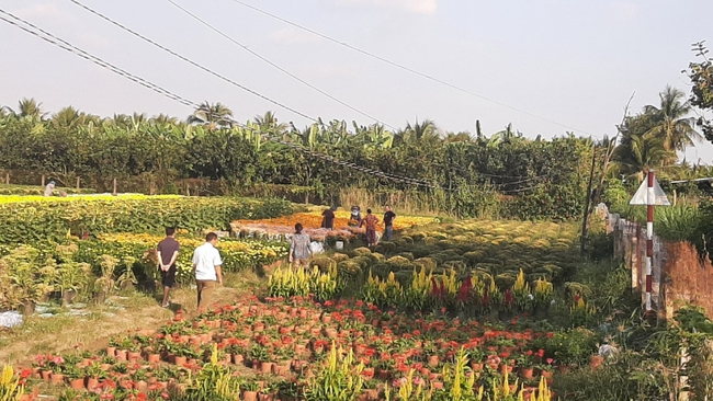 Hơn 50% giỏ hoa Tết ở Tiền Giang đã được bán ngay tại ruộng - Ảnh 5.