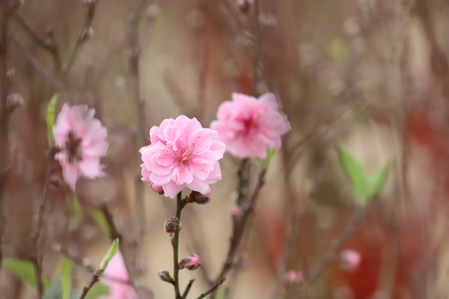 Phố núi Sơn La rực rỡ sắc hoa xuân - Ảnh 12.