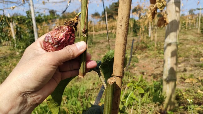 Gia Lai: Vườn chanh dây hàng trăm triệu bị kẻ xấu phá hoại - Ảnh 3.