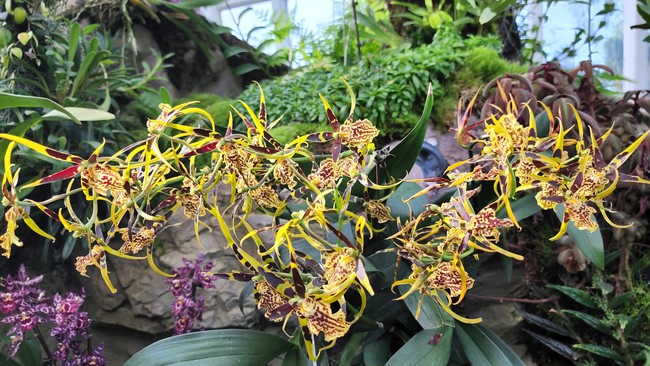 Cùng chiêm ngưỡng những loại lan đẹp tại Vườn Thực vật Singapore - Ảnh 4.