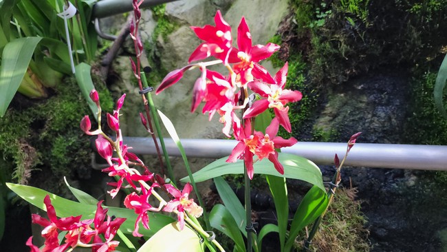 Cùng chiêm ngưỡng những loại lan đẹp tại Vườn Thực vật Singapore - Ảnh 14.