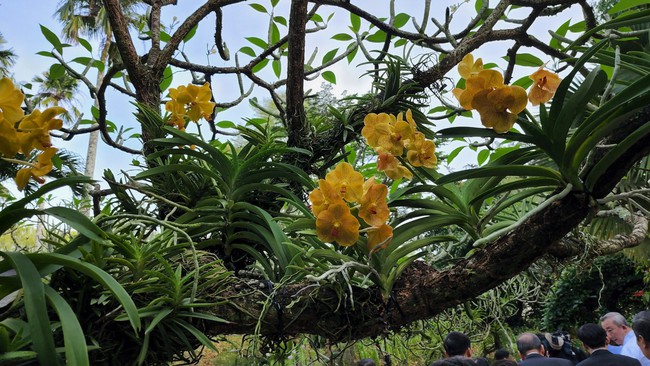 Cùng chiêm ngưỡng những loại lan đẹp tại Vườn Thực vật Singapore - Ảnh 16.