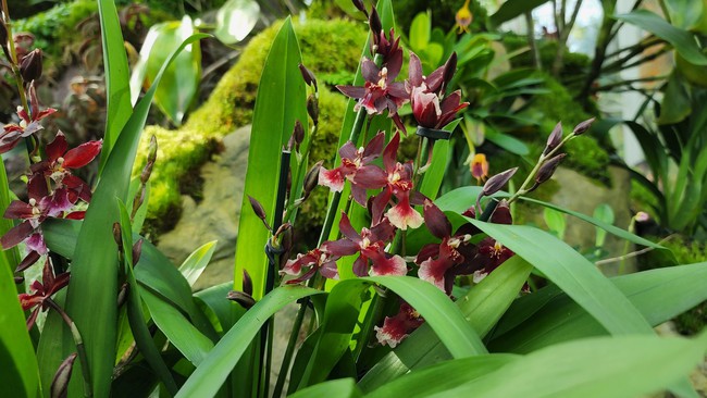 Cùng chiêm ngưỡng những loại lan đẹp tại Vườn Thực vật Singapore - Ảnh 6.