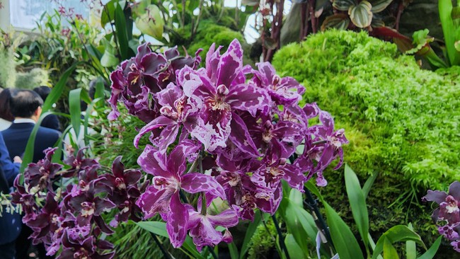 Cùng chiêm ngưỡng những loại lan đẹp tại Vườn Thực vật Singapore - Ảnh 7.