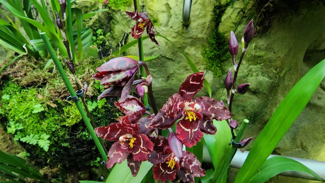 Cùng chiêm ngưỡng những loại lan đẹp tại Vườn Thực vật Singapore - Ảnh 9.