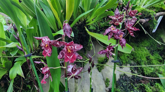 Cùng chiêm ngưỡng những loại lan đẹp tại Vườn Thực vật Singapore - Ảnh 10.