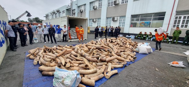 Phát hiện khoảng 7 tấn ngà voi châu Phi nhập lậu tại Cảng Hải Phòng - Ảnh 1.