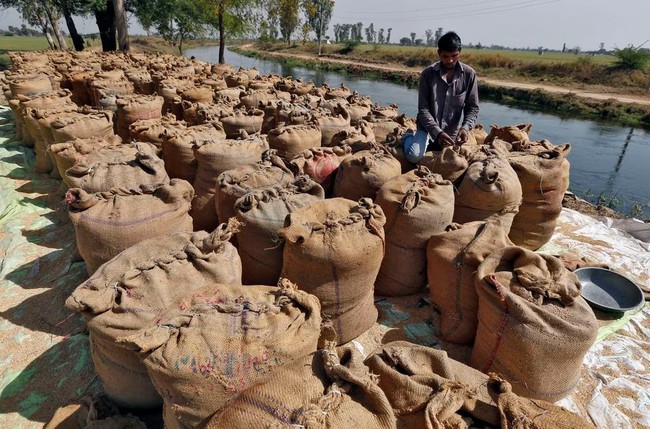Khuyến nghị từ Cục Xuất nhập khẩu liên quan lệnh cấm xuất khẩu gạo của Ấn Độ - Ảnh 1.