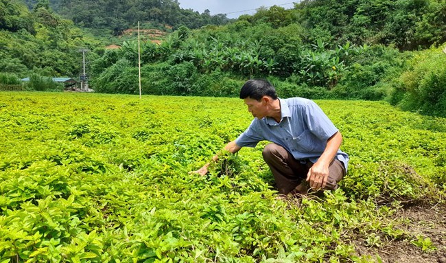 Thạch An (Cao Bằng): Định hướng phát triển nông nghiệp theo hướng bền vững - Ảnh 1.