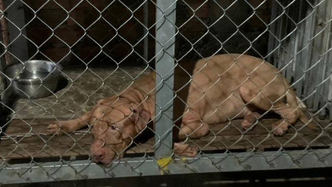 Vụ chó pitbull cắn chết cụ bà 82 ở Bình Dương: Đang xác minh trách nhiệm người nuôi chó - Ảnh 1.