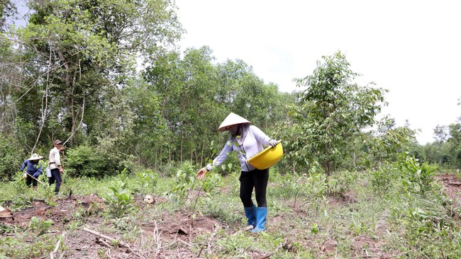 Rừng ở Tây Ninh với bảo vệ môi trường và phát triển bền vững- Ảnh 1.