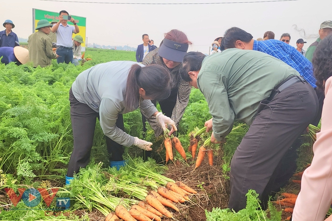 Thủ tướng xuống đồng cấy lúa, thu hoạch cà rốt cùng nông dân- Ảnh 6.