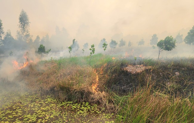Xảy ra cháy ở Vườn quốc gia Tràm Chim tỉnh Đồng Tháp- Ảnh 2.