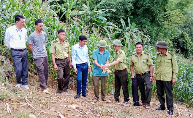 Xuất hiện đàn khỉ phá hại hoa màu của người dân Sơn La- Ảnh 3.