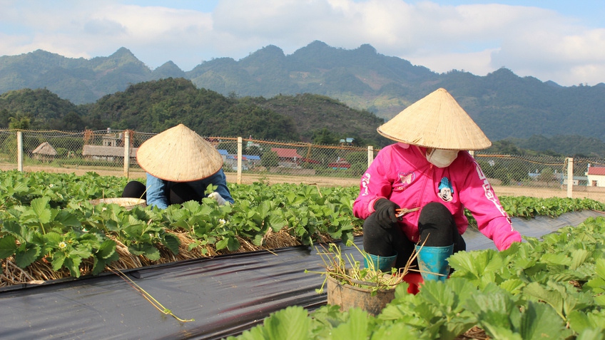 Nông dân Sơn La thu tiền tỷ từ trồng dâu tây
