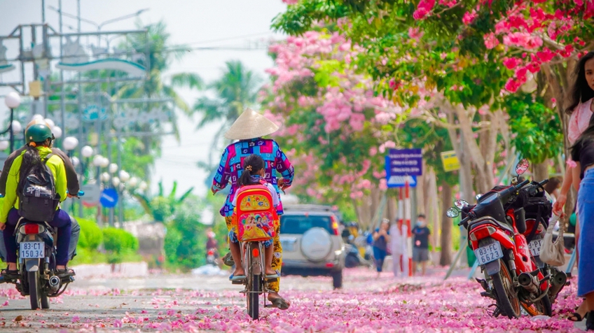 Rộ đường hoa kèn hồng đẹp tựa Hàn Quốc ở miền Tây