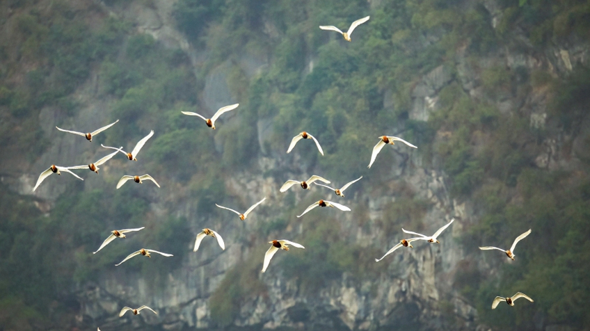 Những cánh cò trắng trên vịnh Hạ Long