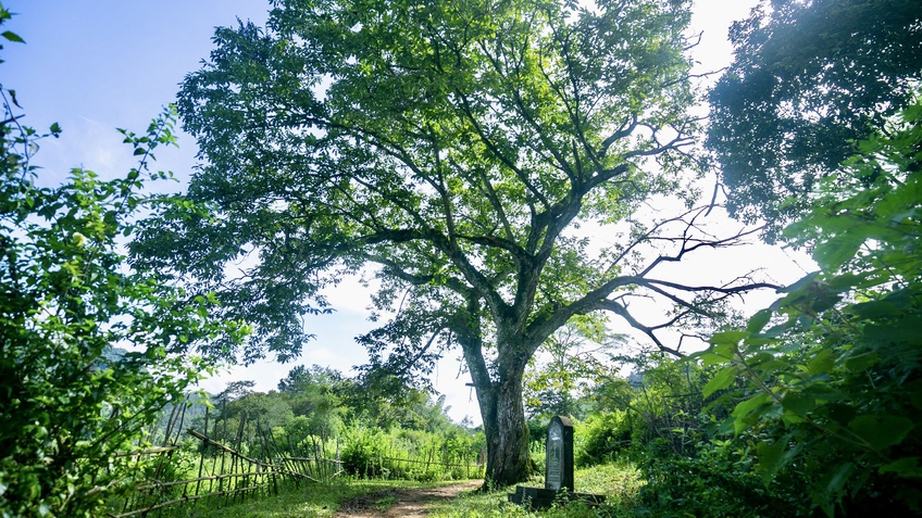 Check-in cây dẻ cổ thụ trứ danh ở Trùng Khánh, Cao Bằng