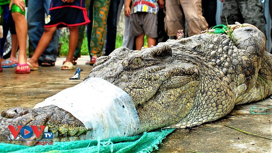 Cá sấu liên tiếp sổng chuồng ở Cà Mau: Người dân lơ là, quy định thiếu chặt chẽ