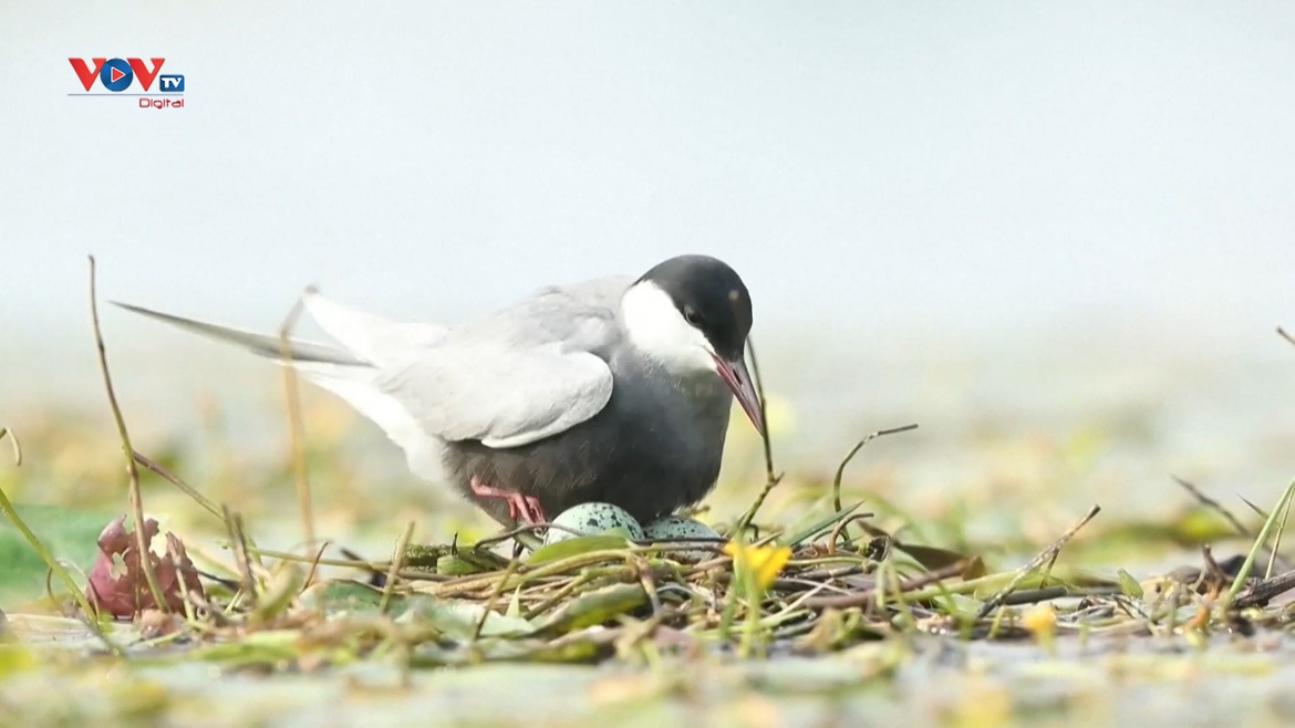 Mùa ngắm chim trên hồ Bà Dương, Trung Quốc