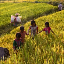 Những em bé theo cha mẹ ra đồng