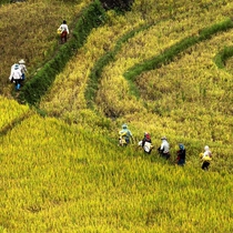 Những thửa ruộng bậc thang