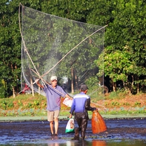 Người dân bắt cá