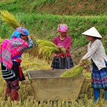 Thu hoạch lúa