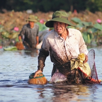 Người dân bắt cá