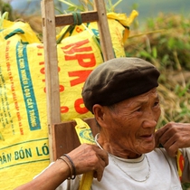 Người già tham gia thu hoạch