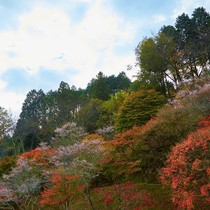 Khung cảnh mùa thu ở Nhật Bản
