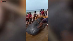 Hàng chục ngư dân hợp lực giải cứu cá mập voi mắc cạn
