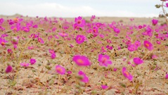 Sa mạc Atacama khô cằn nhất thế giới bỗng nở hoa