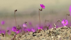 Bất chấp hạn hán, sa mạc hoa của Chile vẫn nở rộ