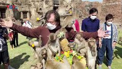 Thái Lan: Lễ hội khỉ tổ chức trở lại sau 2 năm