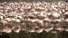 Ấn Độ: Những đàn chim hồng hạc hút hồn du khách