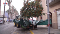 Tây Ban Nha: Máy kéo thu hoạch cam thu hút sự chú ý trên mạng xã hội 