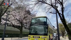 Tour ngắm hoa anh đào bằng xe buýt tại thủ đô Tokyo, Nhật Bản
