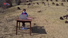 Italia: Lớp học trực tuyến trên núi cùng những chú dê