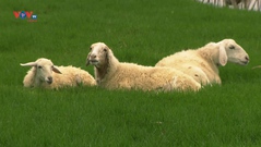 Ghé thăm cố đô Ninh Bình, khám phá đồng cừu Vân Long
