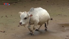 Con bò lùn nhất Bangladesh 	
